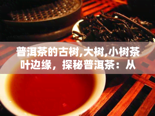 普洱茶的古树,大树,小树茶叶边缘，探秘普洱茶：从古树到小树，解析茶叶边缘的秘密