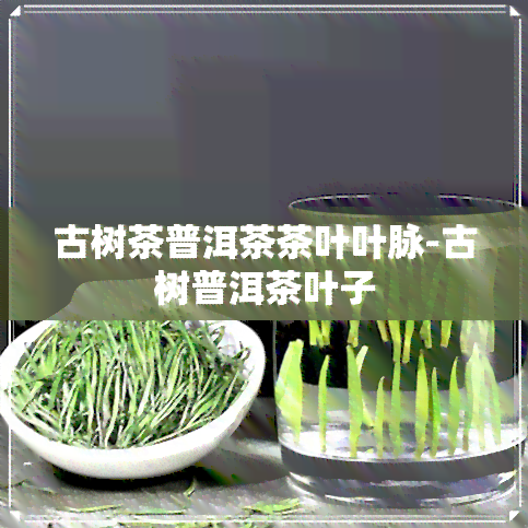 古树茶普洱茶茶叶叶脉-古树普洱茶叶子