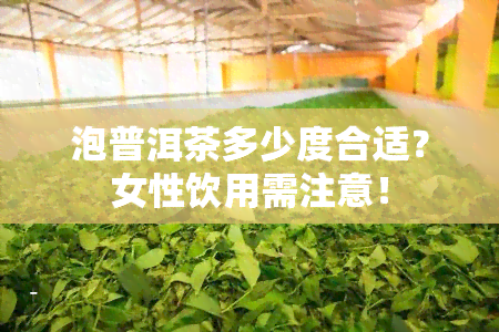 泡普洱茶多少度合适？女性饮用需注意！