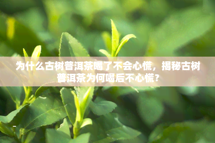 为什么古树普洱茶喝了不会心慌，揭秘古树普洱茶为何喝后不心慌？