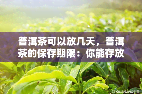 普洱茶可以放几天，普洱茶的保存期限：你能存放多久？