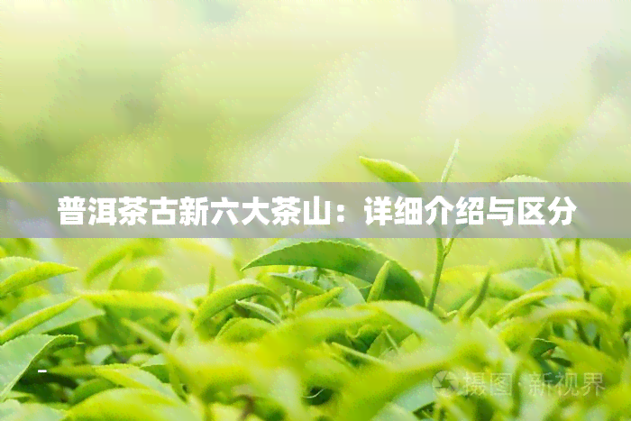 普洱茶古新六大茶山：详细介绍与区分