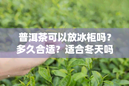 普洱茶可以放冰柜吗？多久合适？适合冬天吗？能放冰箱吗？