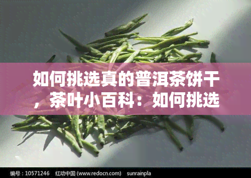 如何挑选真的普洱茶饼干，茶叶小百科：如何挑选真正的普洱茶饼干？