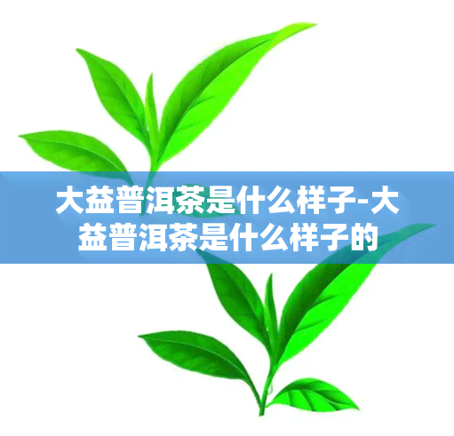 大益普洱茶是什么样子-大益普洱茶是什么样子的