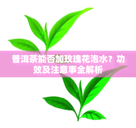 普洱茶能否加玫瑰花泡水？功效及注意事全解析