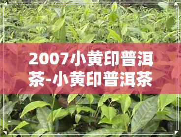 2007小黄印普洱茶-小黄印普洱茶价格