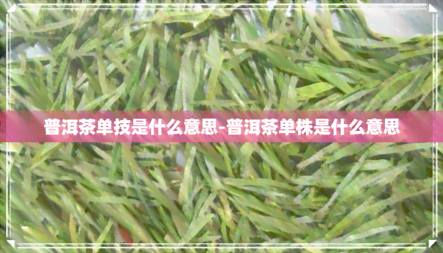 普洱茶单技是什么意思-普洱茶单株是什么意思