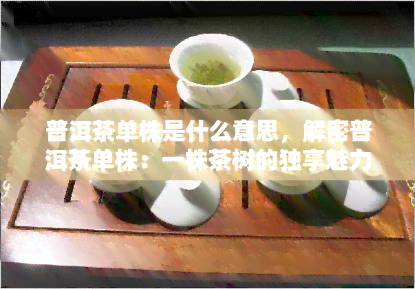 普洱茶单株是什么意思，解密普洱茶单株：一株茶树的独享魅力与价值