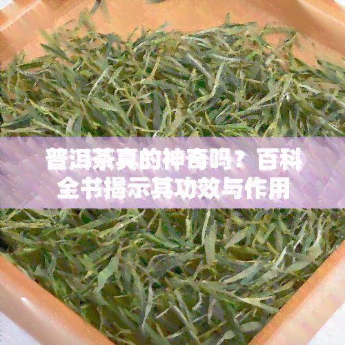 普洱茶真的神奇吗？百科全书揭示其功效与作用