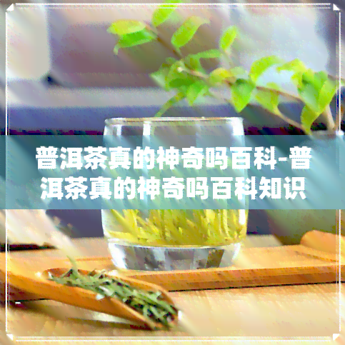 普洱茶真的神奇吗百科-普洱茶真的神奇吗百科知识