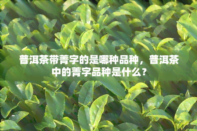 普洱茶带菁字的是哪种品种，普洱茶中的菁字品种是什么？