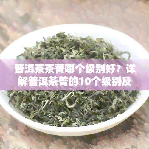 普洱茶茶菁哪个级别好？详解普洱茶菁的10个级别及其区别