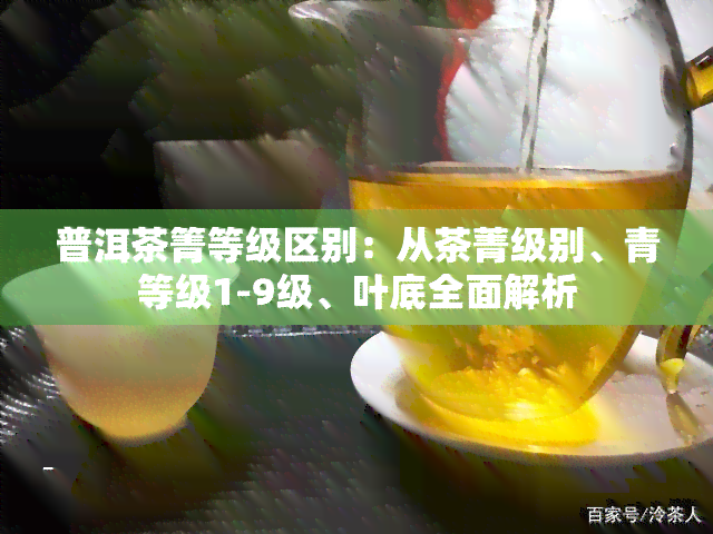 普洱茶箐等级区别：从茶菁级别、青等级1-9级、叶底全面解析