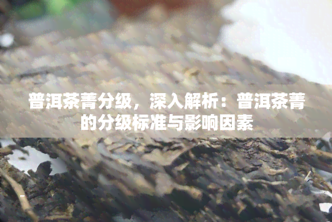 普洱茶菁分级，深入解析：普洱茶菁的分级标准与影响因素