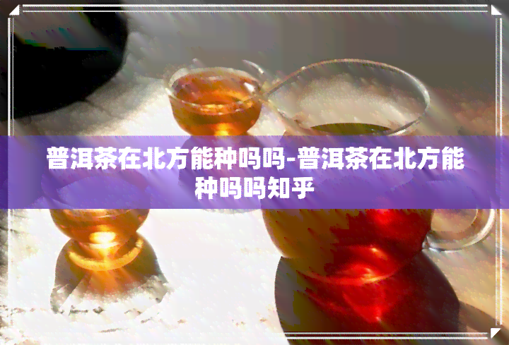 普洱茶在北方能种吗吗-普洱茶在北方能种吗吗知乎