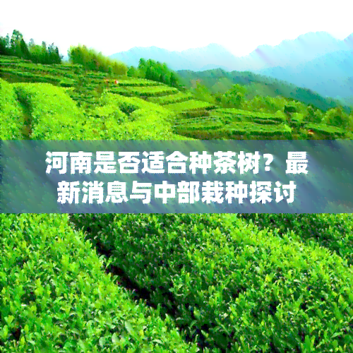 河南是否适合种茶树？最新消息与中部栽种探讨