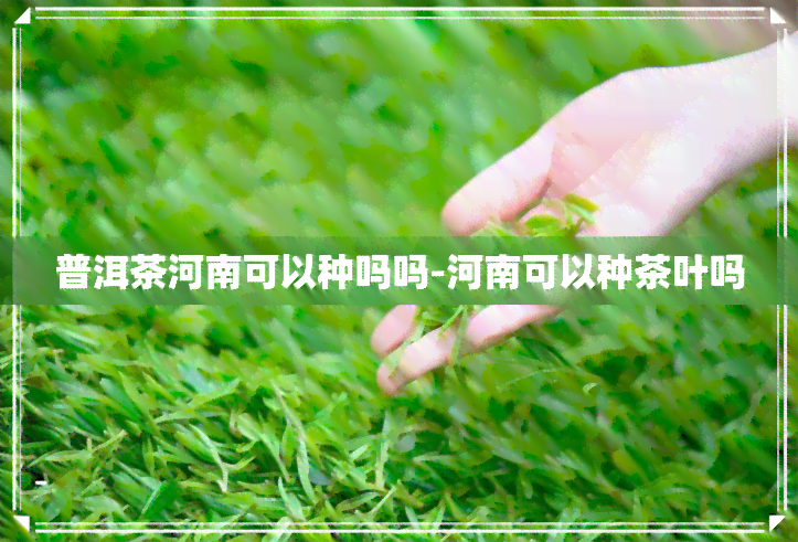 普洱茶河南可以种吗吗-河南可以种茶叶吗