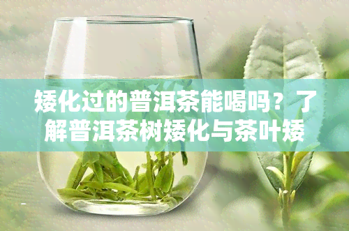 矮化过的普洱茶能喝吗？了解普洱茶树矮化与茶叶矮化的意义