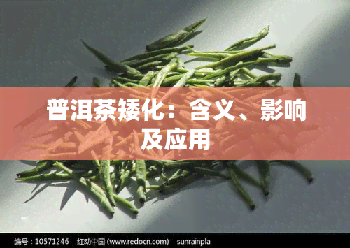 普洱茶矮化：含义、影响及应用