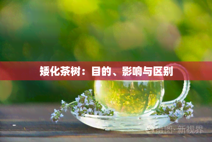 矮化茶树：目的、影响与区别