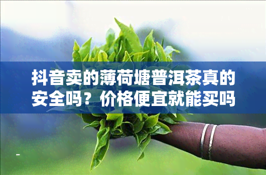 抖音卖的薄荷塘普洱茶真的安全吗？价格便宜就能买吗？