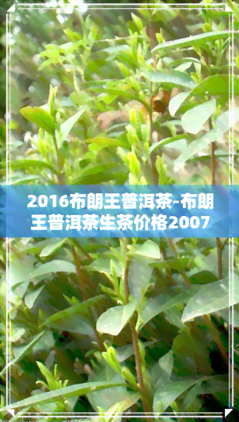 2016布朗王普洱茶-布朗王普洱茶生茶价格2007