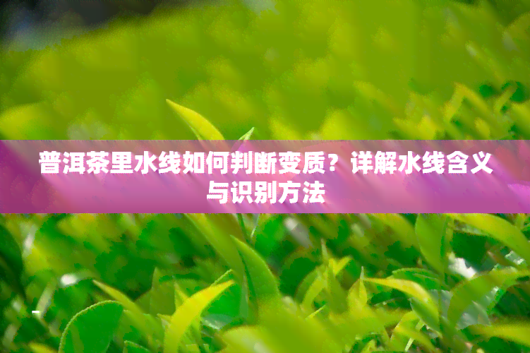 普洱茶里水线如何判断变质？详解水线含义与识别方法