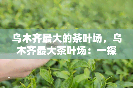 乌木齐更大的茶叶场，乌木齐更大茶叶场：一探究竟！