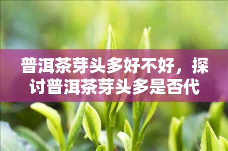 普洱茶芽头多好不好，探讨普洱茶芽头多是否代表品质更好？