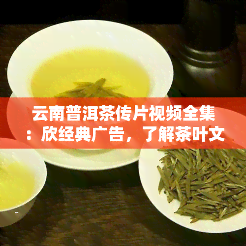 云南普洱茶传片视频全集：欣经典广告，了解茶叶文化