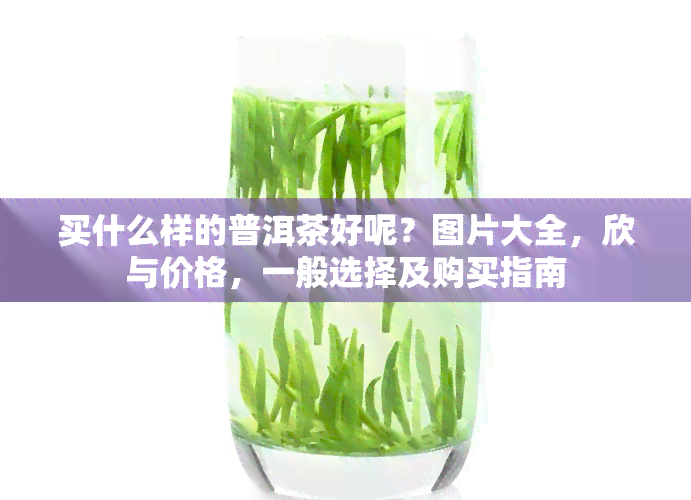 买什么样的普洱茶好呢？图片大全，欣与价格，一般选择及购买指南