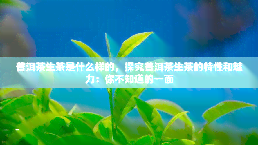 普洱茶生茶是什么样的，探究普洱茶生茶的特性和魅力：你不知道的一面