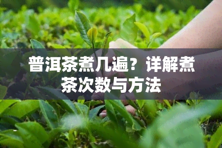 普洱茶煮几遍？详解煮茶次数与方法