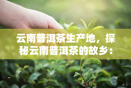 云南普洱茶生产地，探秘云南普洱茶的故乡：揭秘其独特生产工艺与历渊源