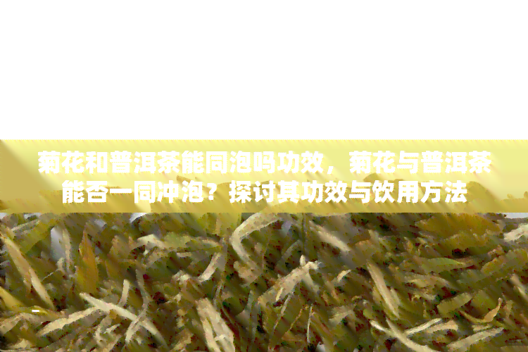 菊花和普洱茶能同泡吗功效，菊花与普洱茶能否一同冲泡？探讨其功效与饮用方法