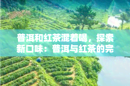 普洱和红茶混着喝，探索新口味：普洱与红茶的完美融合