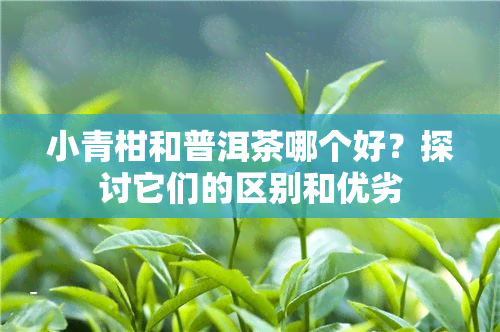 小青柑和普洱茶哪个好？探讨它们的区别和优劣