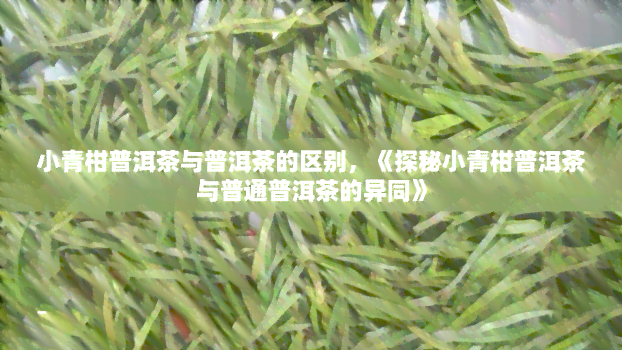 小青柑普洱茶与普洱茶的区别，《探秘小青柑普洱茶与普通普洱茶的异同》