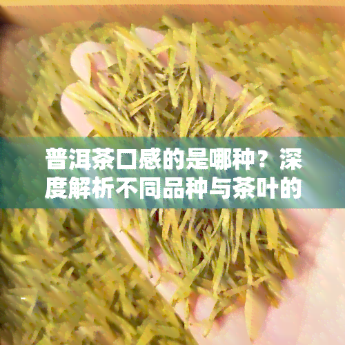 普洱茶口感的是哪种？深度解析不同品种与茶叶的区别