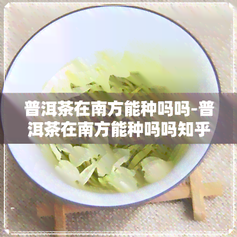 普洱茶在南方能种吗吗-普洱茶在南方能种吗吗知乎