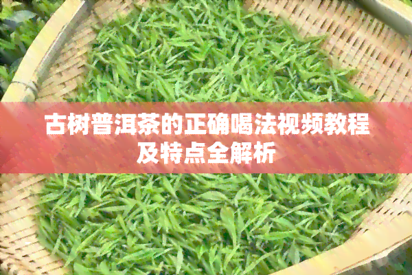 古树普洱茶的正确喝法视频教程及特点全解析