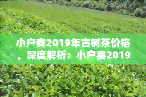 小户赛2019年古树茶价格，深度解析：小户赛2019年古树茶价格，看懂它的价值所在！