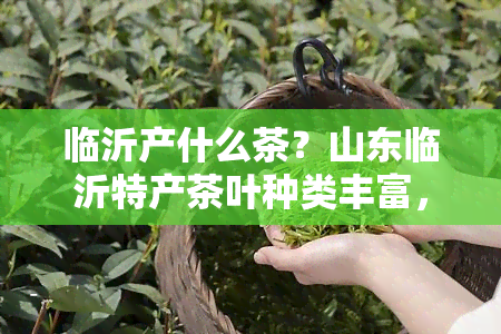 临沂产什么茶？山东临沂特产茶叶种类丰富，其中以绿茶、红茶、白茶等最为出名。想了解更多关于临沂茶叶的信息吗？快来了解吧！