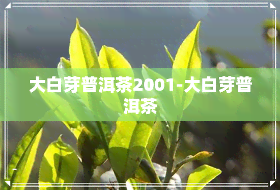 大白芽普洱茶2001-大白芽普洱茶