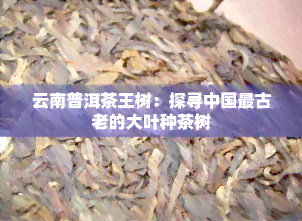 云南普洱茶王树：探寻中国最古老的大叶种茶树