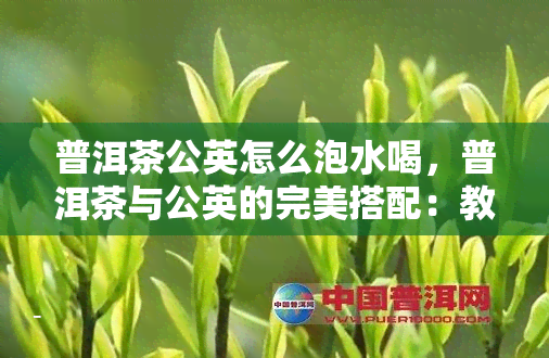 普洱茶公英怎么泡水喝，普洱茶与公英的完美搭配：教你如何泡出健美味的茶饮