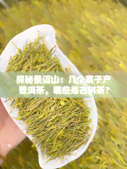 探秘景迈山：几个寨子产普洱茶，哪些是古树茶？