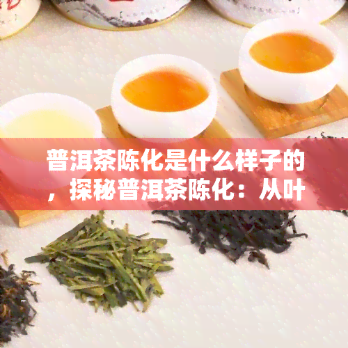 普洱茶陈化是什么样子的，探秘普洱茶陈化：从叶到老茶的变化过程