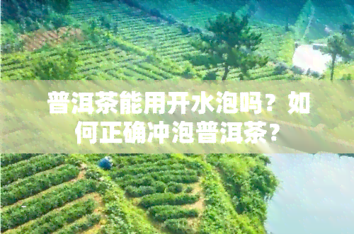 普洱茶能用开水泡吗？如何正确冲泡普洱茶？